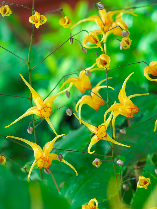 Epimedium 'Amber Queen', commonly known as Barrenwort