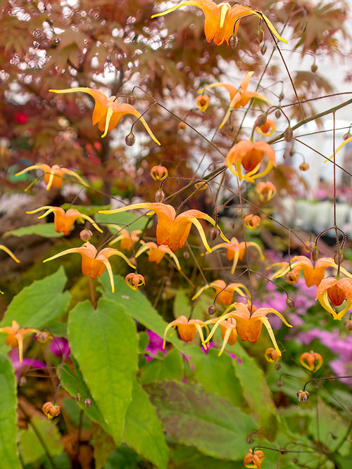 Epimedium 'Amber Queen', commonly known as Barrenwort