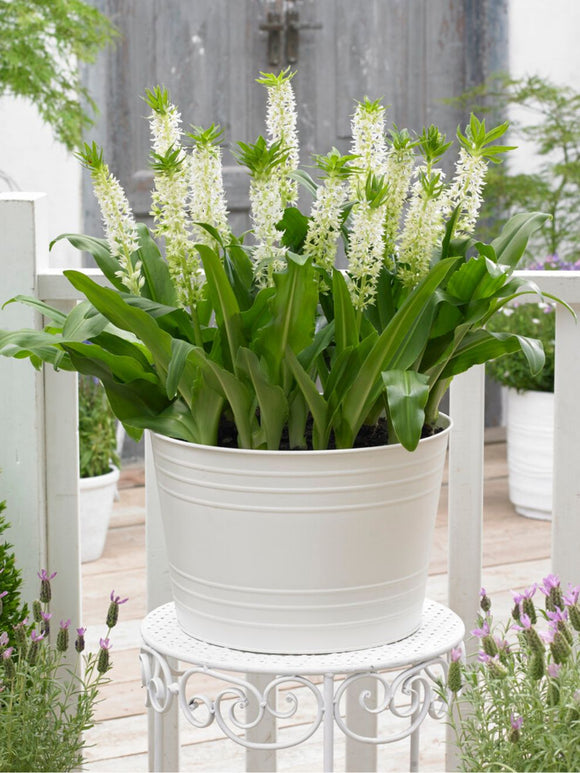 Eucomis Autumanlis White (Pineapple Lily)