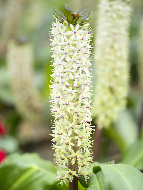 Eucomis Autumanlis White (Pineapple Lily)