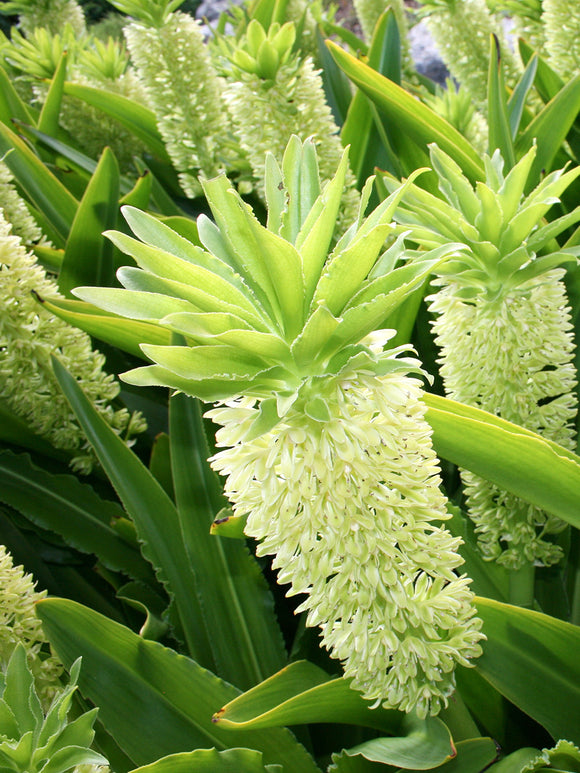 Eucomis Autumanlis White (Pineapple Lily)