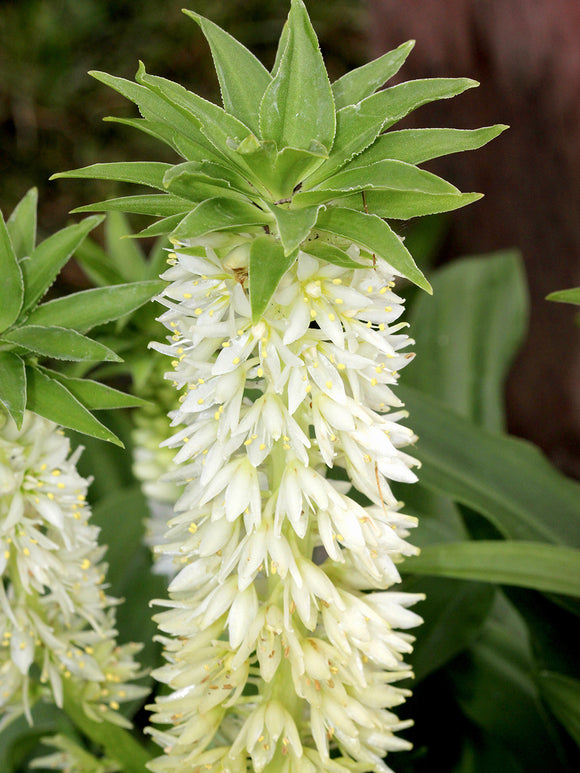 Eucomis Autumanlis White (Pineapple Lily)