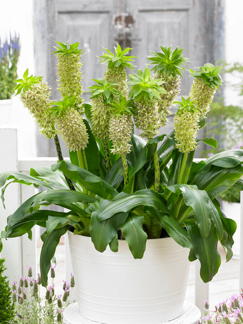 Eucomis	Bicolor (Pineapple Lily)