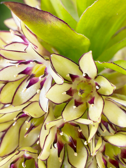 Eucomis	Bicolor (Pineapple Lily)