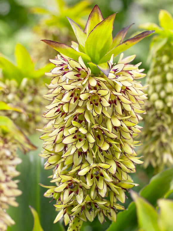 Eucomis	Bicolor (Pineapple Lily)