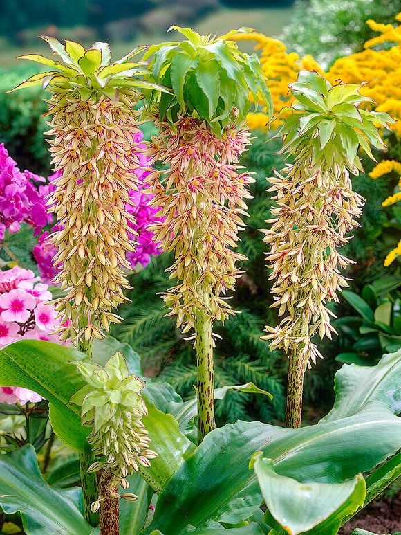 Eucomis	Bicolor (Pineapple Lily)