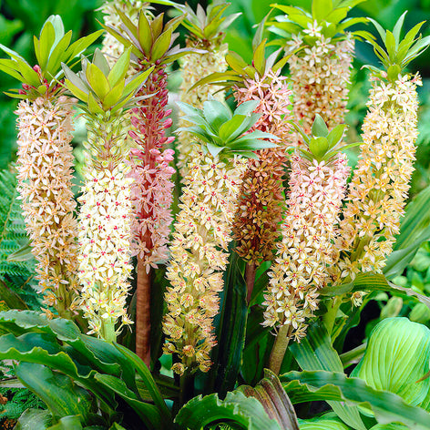 Eucomis	Comosa Giant Mix (Pineapple Lily)