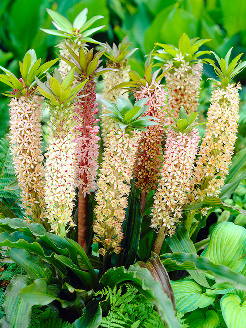 Eucomis	Comosa Giant Mix (Pineapple Lily)