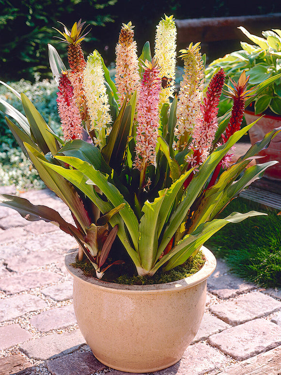 Eucomis	Comosa Giant Mix (Pineapple Lily)