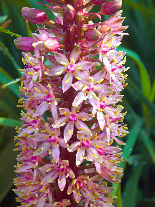 Eucomis	Comosa Giant Mix (Pineapple Lily)