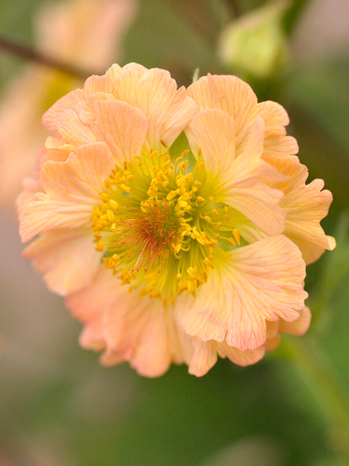 Geum Totally Tangerine