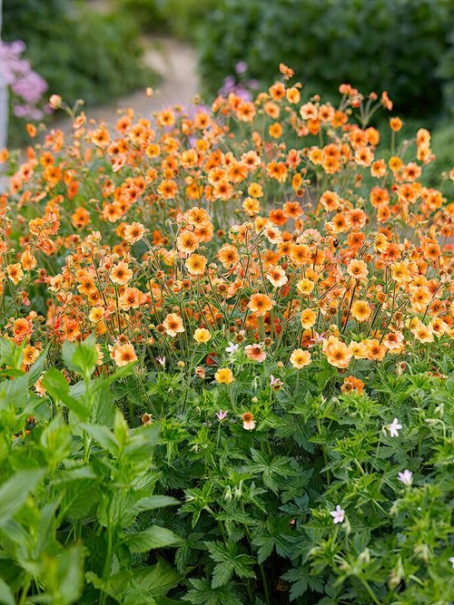 Geum Totally Tangerine