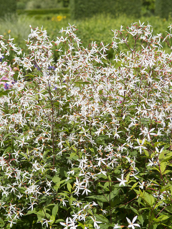 Gillenia trifoliata, commonly known as Bowman's Root or Indian Physic