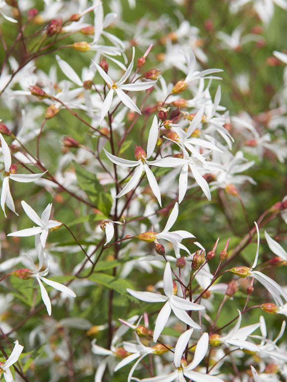 Gillenia trifoliata, commonly known as Bowman's Root or Indian Physic