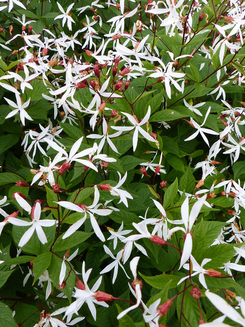 Gillenia trifoliata, commonly known as Bowman's Root or Indian Physic