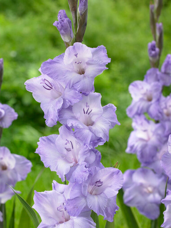 Gladiolus Milka