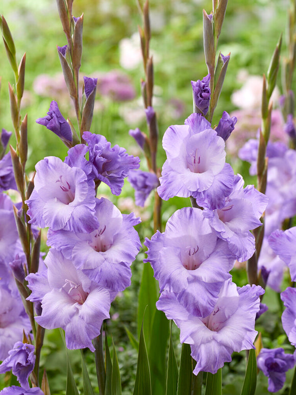 Gladiolus Milka