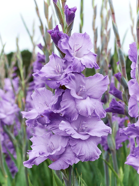 Gladiolus Milka