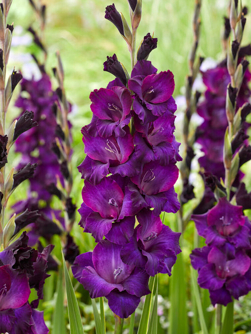 Gladiolus Mombasa