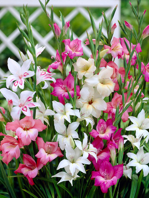 Gladiolus Nanus Mixed