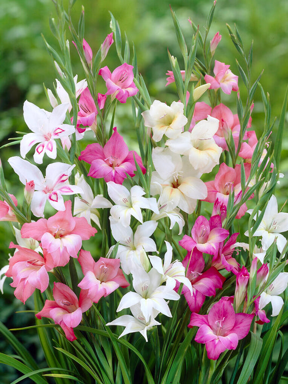 Gladiolus Nanus Mixed