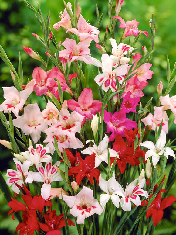 Gladiolus Nanus Mixed