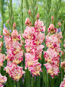 Gladiolus Quepo