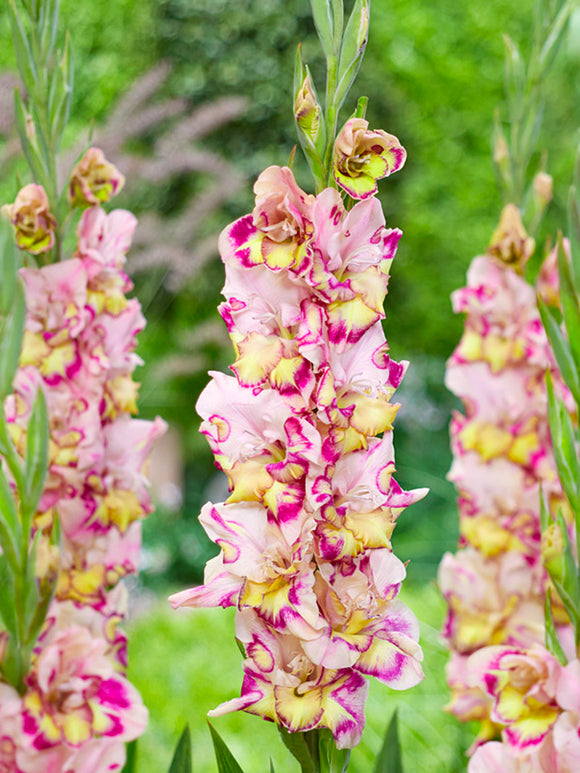 Gladiolus Quepo