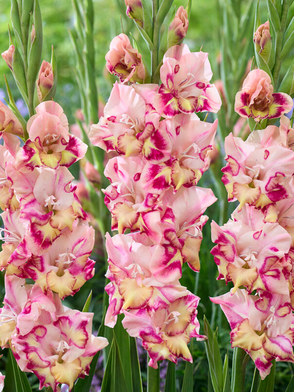 Gladiolus Quepo