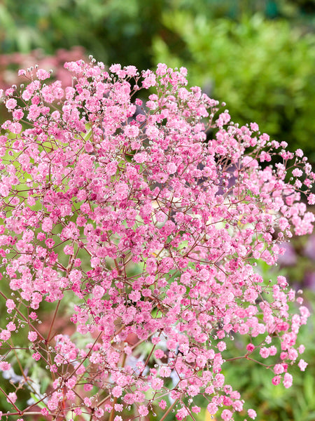 Online Pink Gypsophila Flowers To Buy