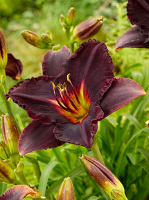 Daylily Black Stockings