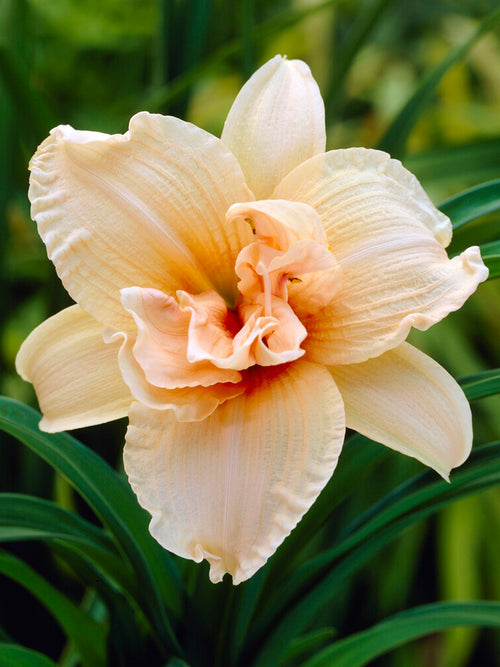 Daylily Double Dream