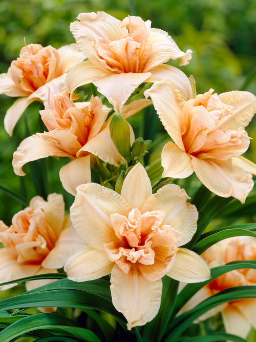 Daylily Double Dream