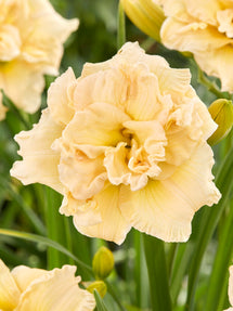 Daylily Schnickel Fritz