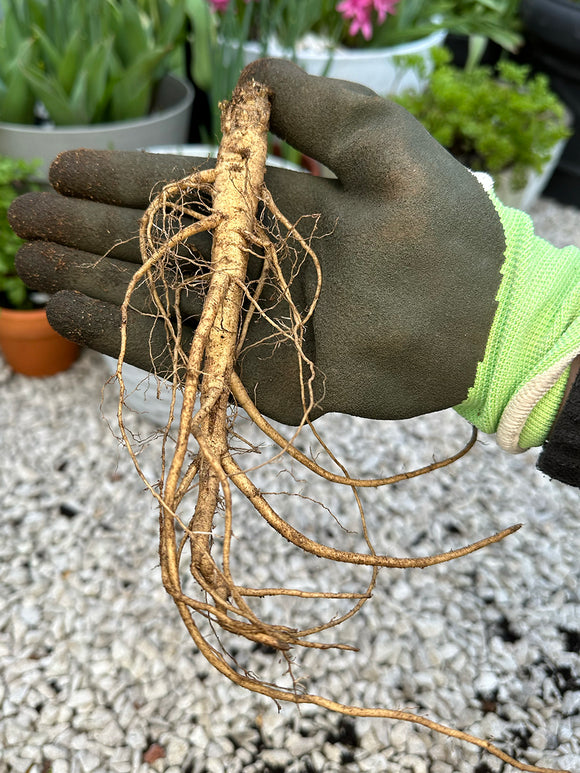 Hollyhock root