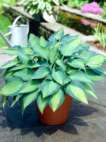 Hosta June