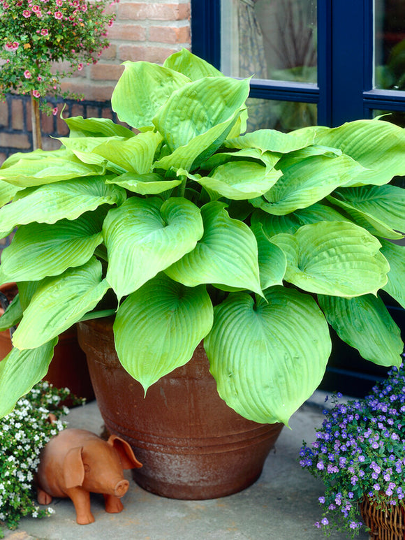 Hosta Sum and Substance