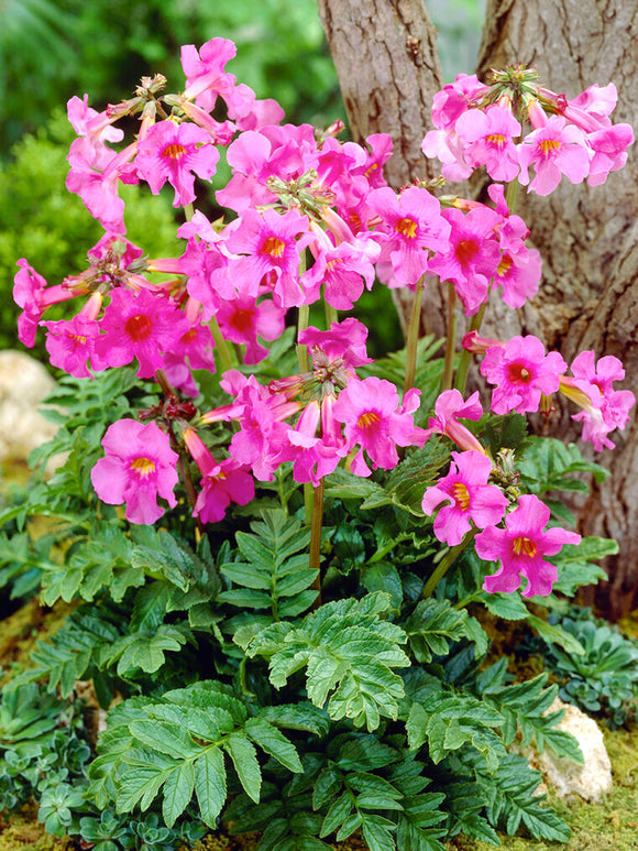 Incarvillea Delavayi, commonly known as Hardy Gloxinia