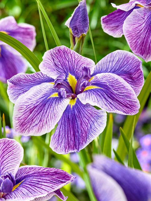 Iris Ensata 'Dinner Plate Sundae' is an exceptional variety of Japanese Iris