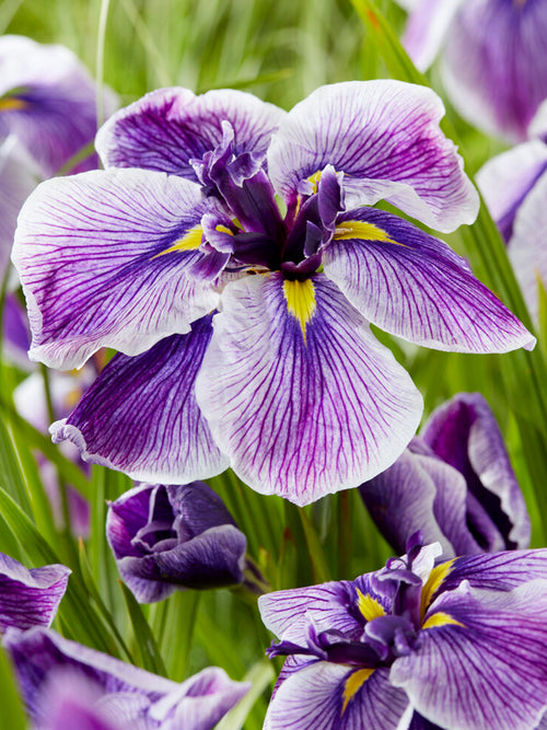 Iris Ensata 'Dinner Plate Sundae' is an exceptional variety of Japanese Iris