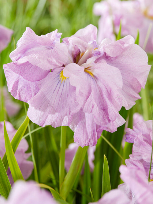 Iris Ensata 'Dinner Plate Tub Tim Grob' is a stunning Japanese Iris cultivar