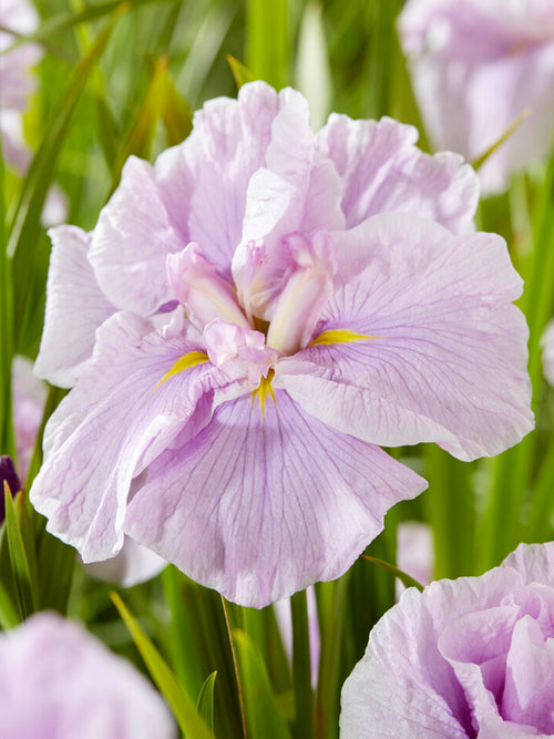 Iris Ensata 'Dinner Plate Tub Tim Grob' is a stunning Japanese Iris cultivar