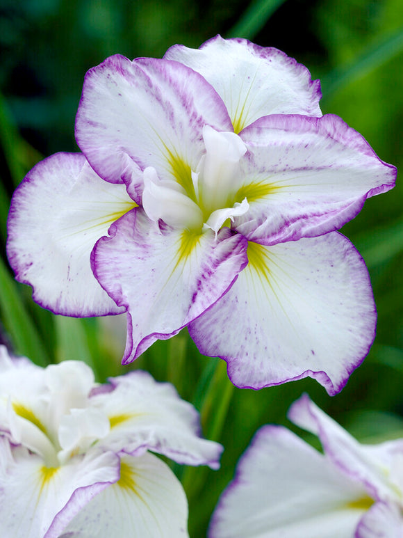 Iris ensata 'Light and Dawn', commonly known as Japanese Iris