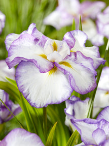 Japanese Iris Light and Dawn