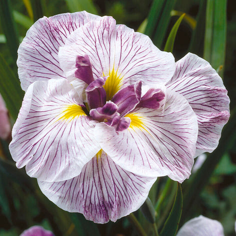 Japanese Iris Royal Pageant