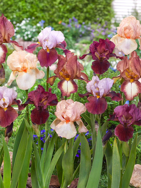 Bearded Iris New Romantics Collection