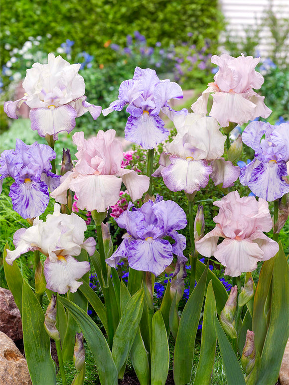 Bearded Iris Pastel Collection