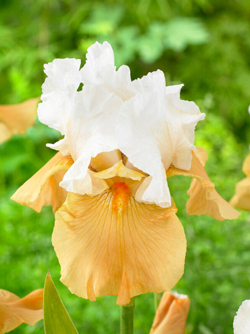 Bearded Iris 'Pumpkin Cheesecake' (Iris germanica 'Pumpkin Cheesecake')