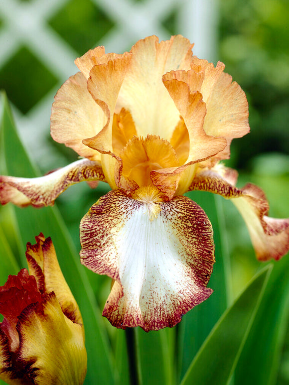 Bearded Iris 'Siva Siva' (Iris germanica 'Siva Siva')