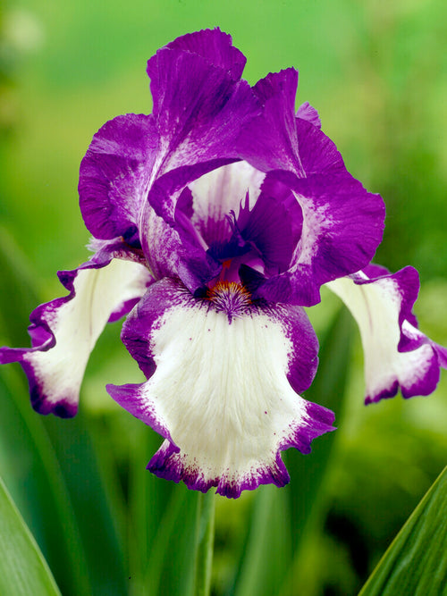 Bearded Iris 'Stepping Out' (Iris germanica 'Stepping Out')